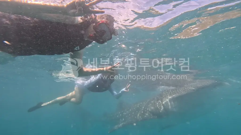 세부 오슬롭 고래상어 & 모알보알 거북이 투어