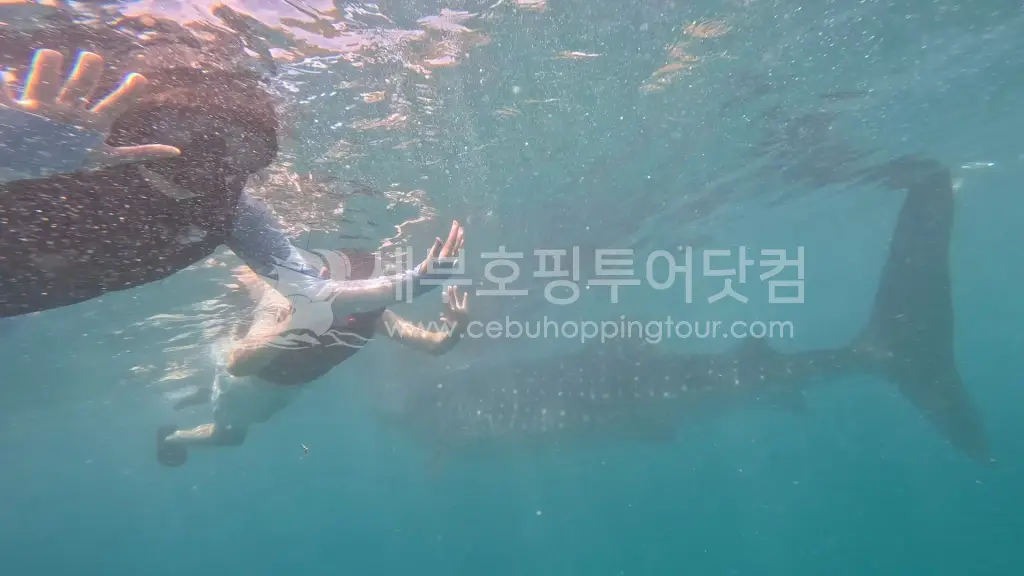 세부 오슬롭 고래상어 & 모알보알 거북이 투어