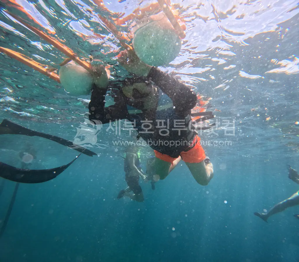 세부 오슬롭 고래상어 & 모알보알 거북이 투어