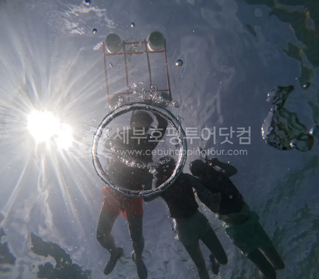 세부 오슬롭 고래상어 & 모알보알 거북이 투어