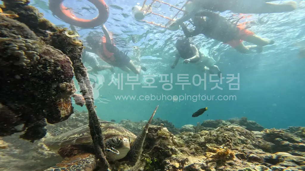 세부 오슬롭 고래상어 & 모알보알 거북이 투어