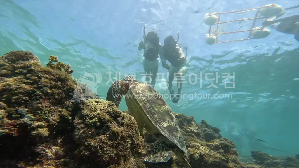 세부 오슬롭 고래상어 & 모알보알 거북이 투어