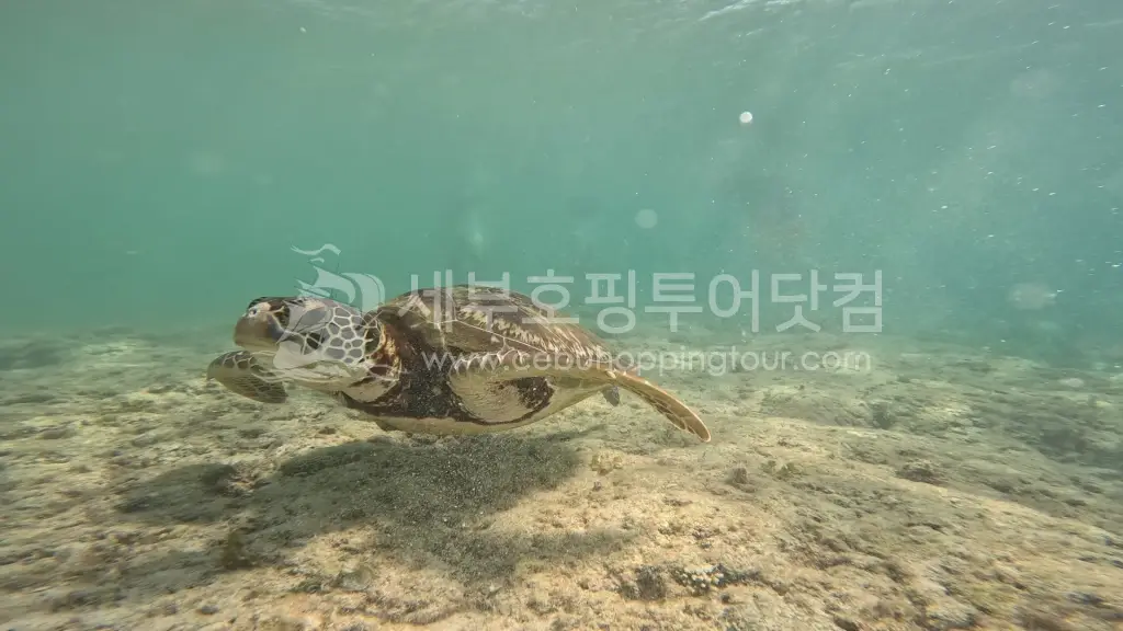 세부 오슬롭 고래상어 & 모알보알 거북이 투어