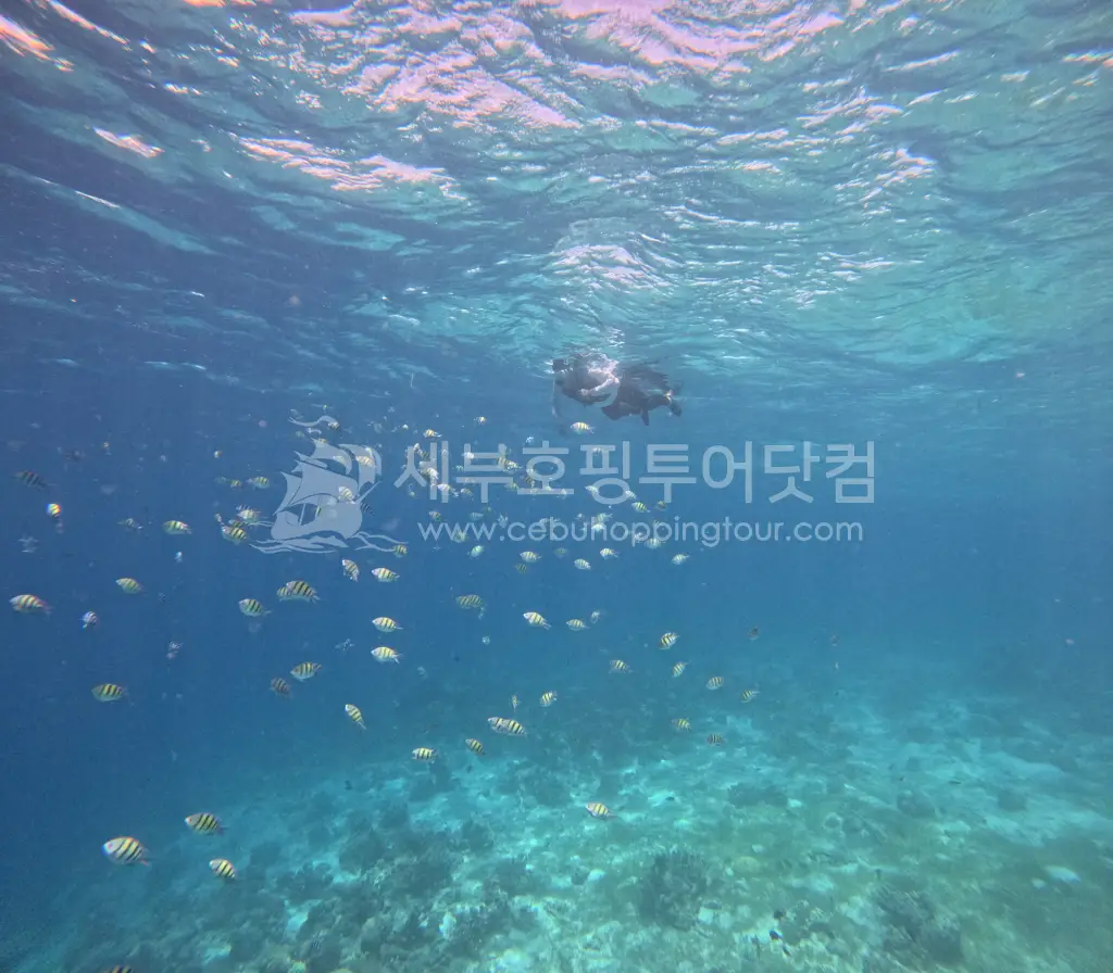 단체여행객이 찾은 세부호핑투어-세부단체여행 1편