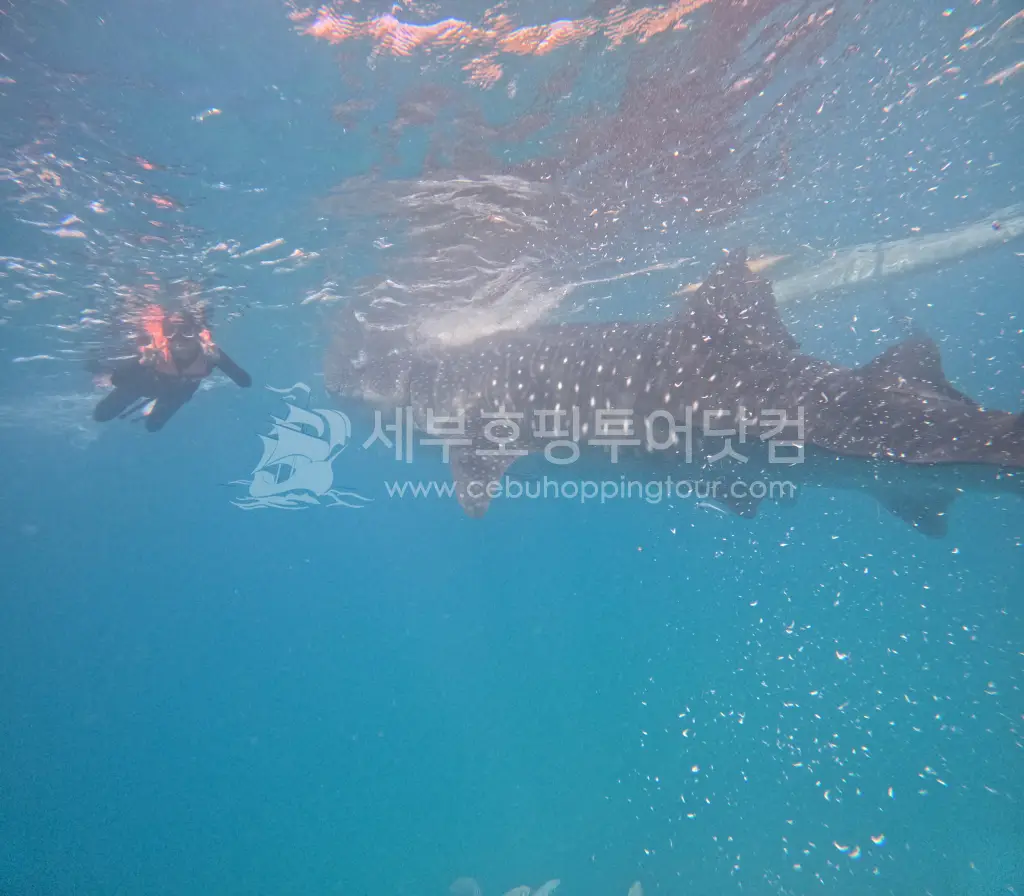 오슬롭 모알보알투어-세부단체여행2편