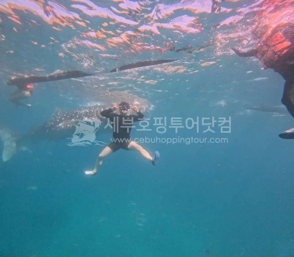 커플세부여행-고래상어 투어